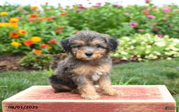 Miniature Poodle dogs for sale: Navy - Image 5