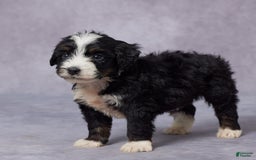 Mini Bernedoodle dogs for sale: Clay - Image 3