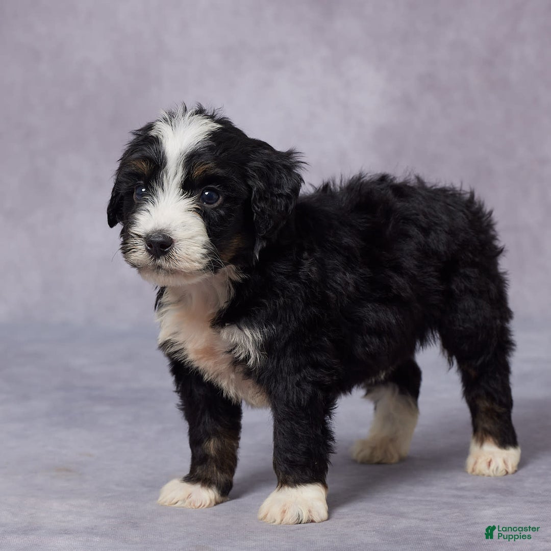 Mini Bernedoodle dogs for sale: Clay - Image 3