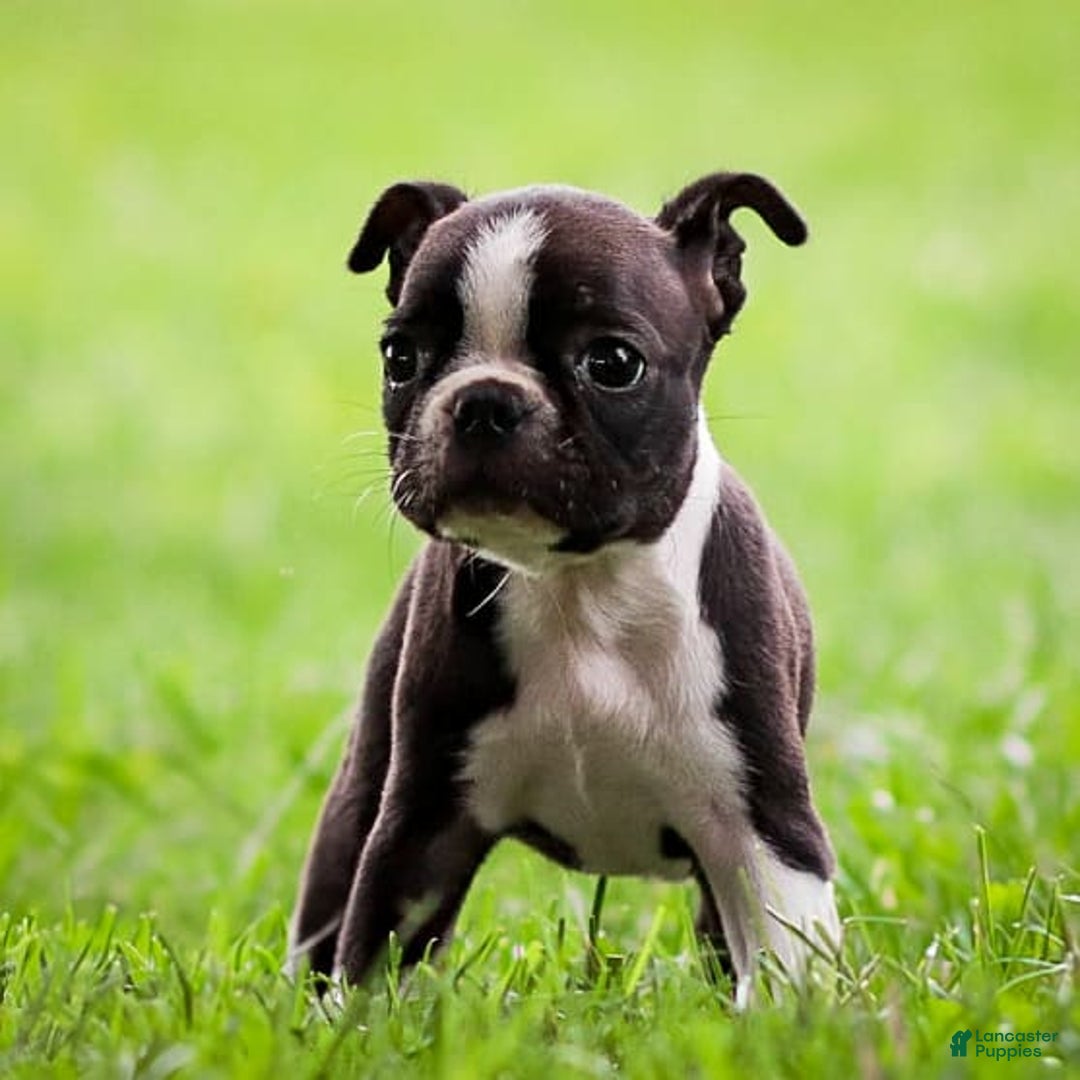 Boston Terrier dogs for sale: Patty - Image 4