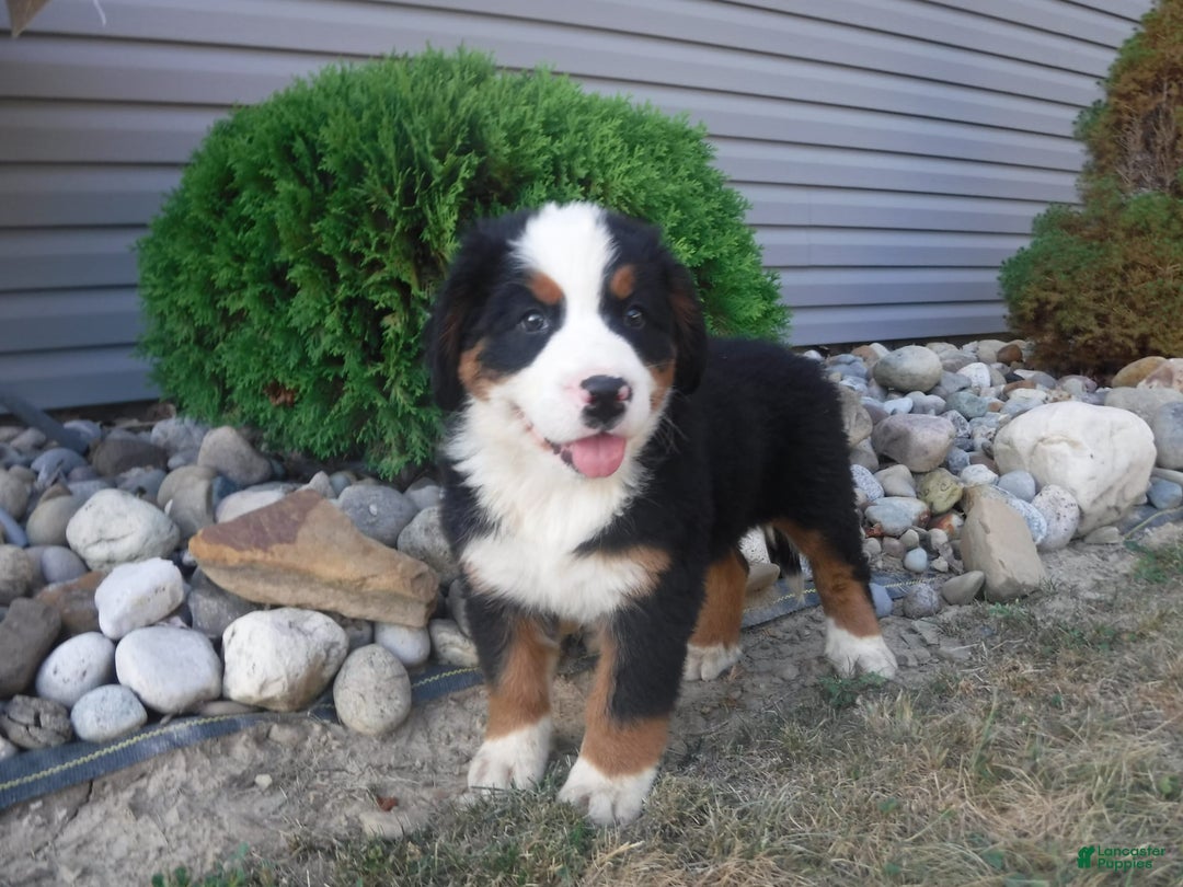 Bernese Mountain Dog dogs for sale: Donald - Image 5
