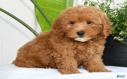 Mini Goldendoodle dogs for sale: Harver - Image 9