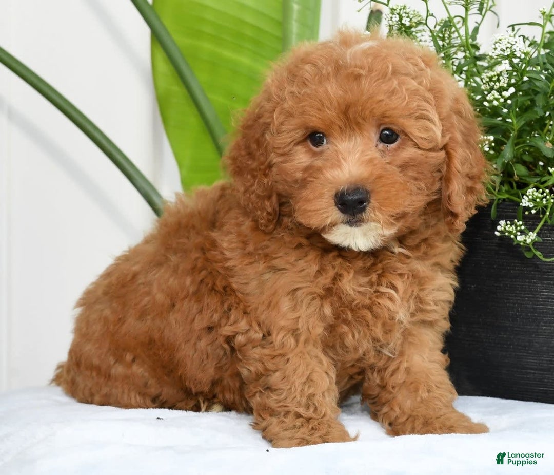 Mini Goldendoodle dogs for sale: Harver - Image 9