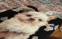 Shih Tzu dogs for sale: Bogie - Image 5
