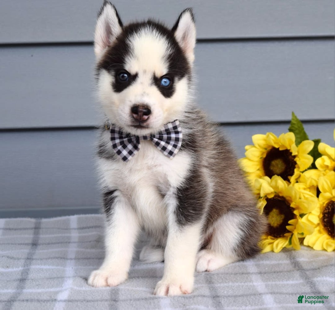 Siberian Husky dogs for sale: Chance - Image 5