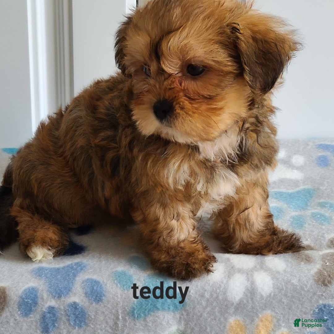 Shorkie dogs for sale: Teddy - Image 2
