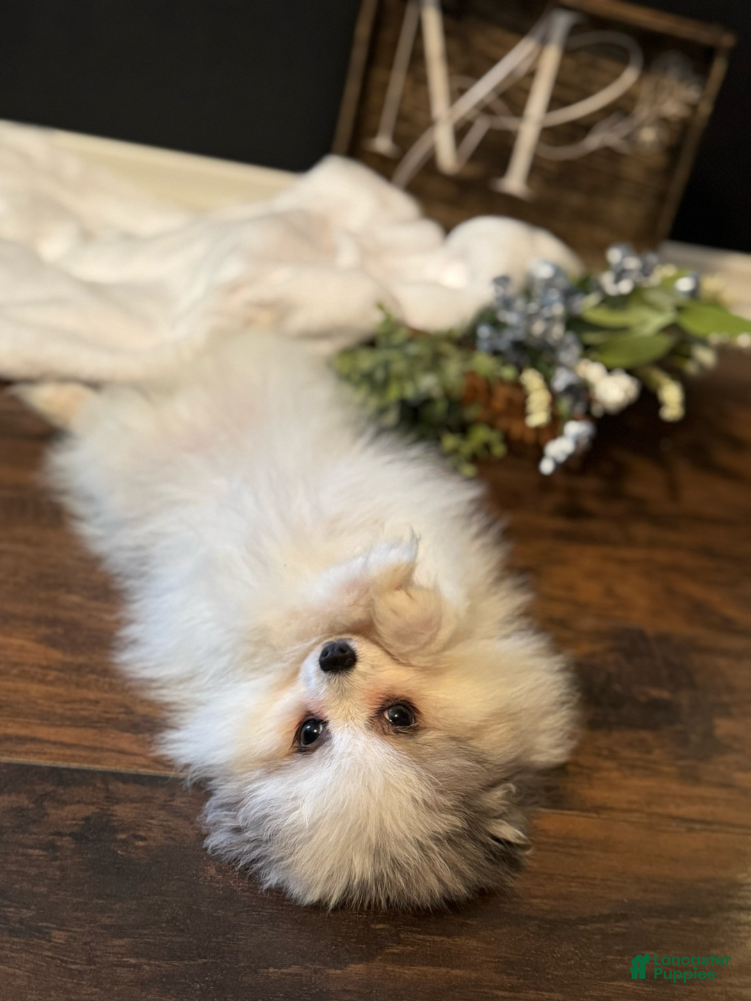 Pomeranian dogs for sale: Sebastian - Image 5