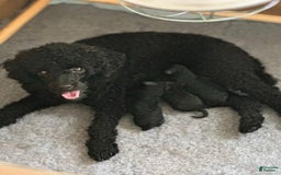 Toy Poodle dogs for sale: Tom - Image 4