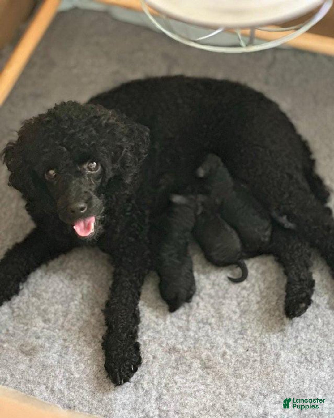 Toy Poodle dogs for sale: Tom - Image 4