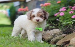 Mini Aussiedoodle dogs for sale: Blaze - Image 5