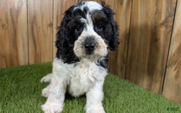 Cavapoo dogs for sale: Missy Boy 2 - Image 18
