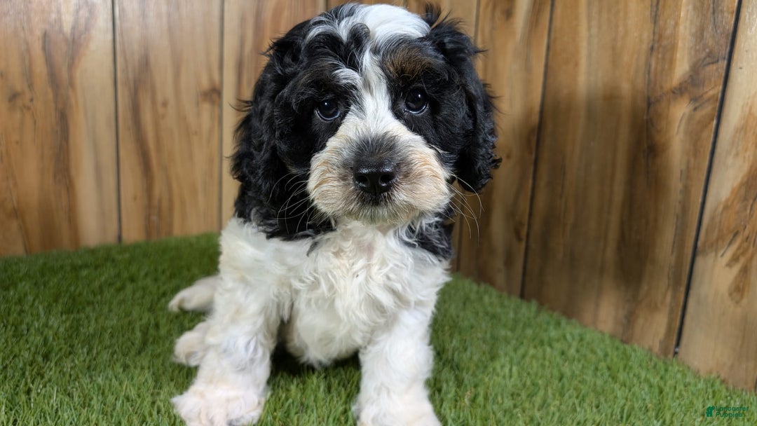 Cavapoo dogs for sale: Missy Boy 2 - Image 18