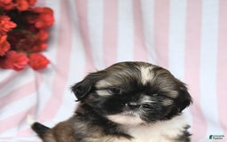Shih Tzu dogs for sale: Bandit - Image 3