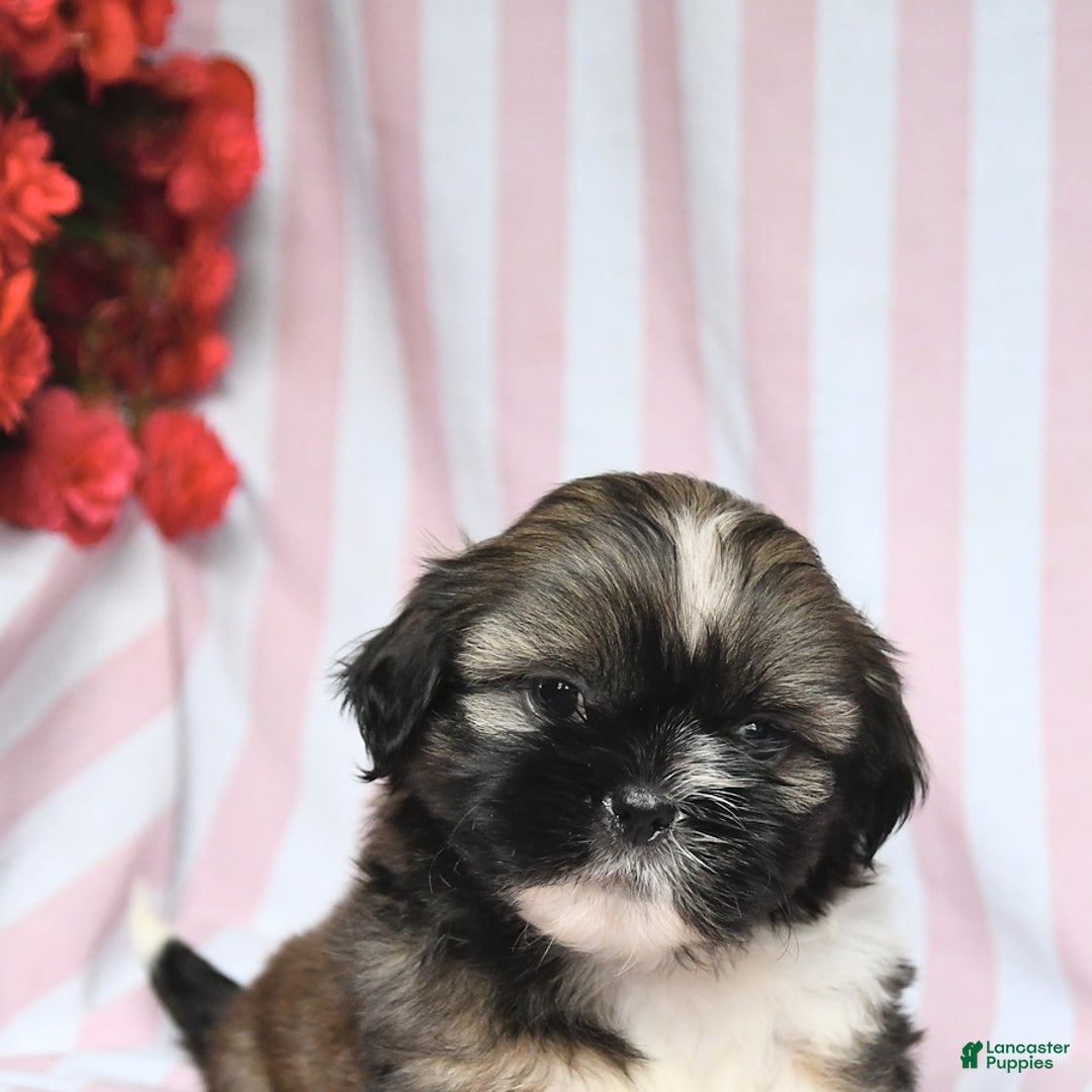 Shih Tzu dogs for sale: Bandit - Image 3