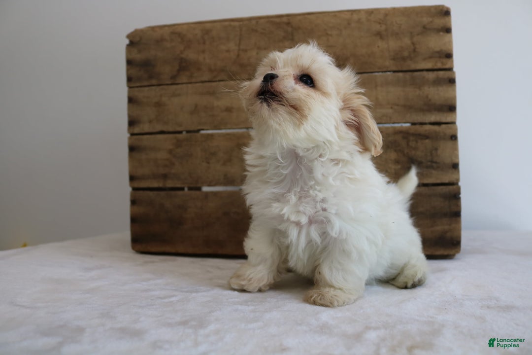 Teddy Bear dogs for sale: Karly - Image 1