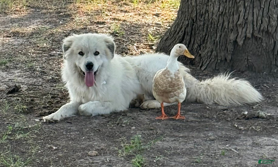 Great Pyrenees dogs for sale: Light Blue Boy - Image 4