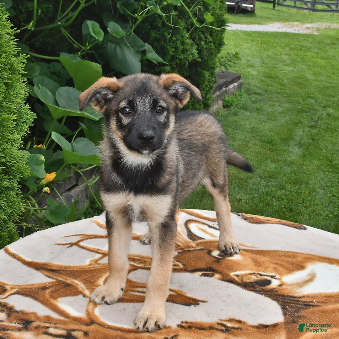 Norwegian Elkhound dogs for sale: Charlie - Image 3