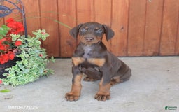 Doberman Pinscher dogs for sale: Daphne - Image 4