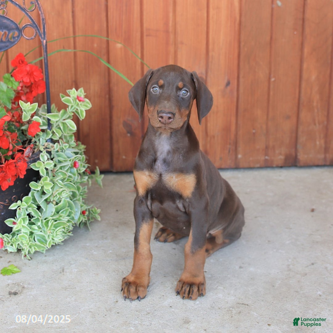 Doberman Pinscher dogs for sale: Daphne - Image 4