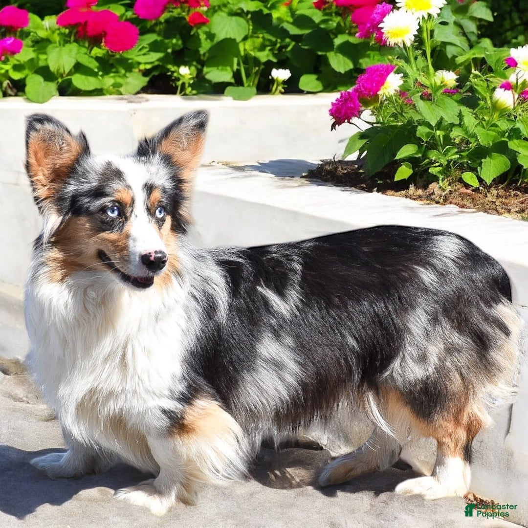 Welsh Corgi Pembroke dogs for sale: Abigail - Image 7