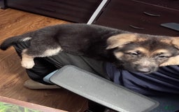 German Shepherd dogs for sale: Choco - Image 3