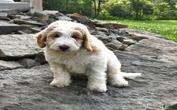 Mini Goldendoodle dogs for sale: Dallas - Image 19