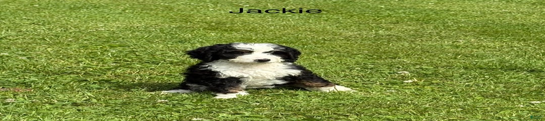 Jackie 77805