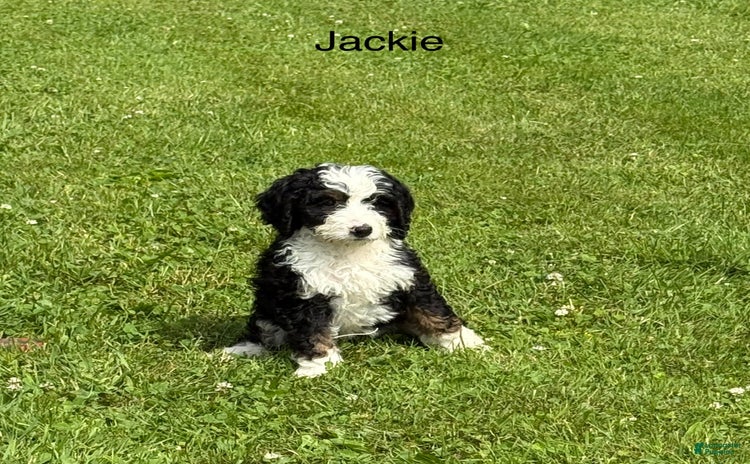 Bernedoodle dogs for sale - Ad 2