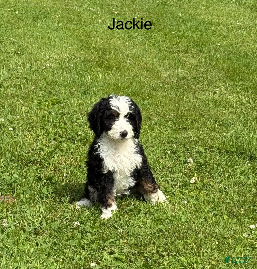 Bernedoodle dogs for sale: Jackie 77805 - Image 1