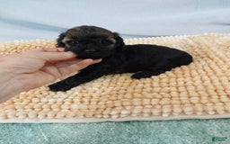 Toy Poodle dogs for sale: Toy Poodle 2 puppies - Image 2