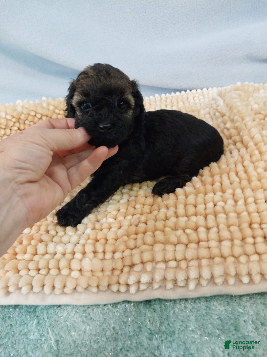 Toy Poodle dogs for sale: Toy Poodle 2 puppies - Image 2