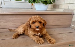 Cockapoo dogs for sale: Samantha - Image 4