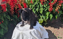 Frenchton dogs for sale: Nala - Image 11