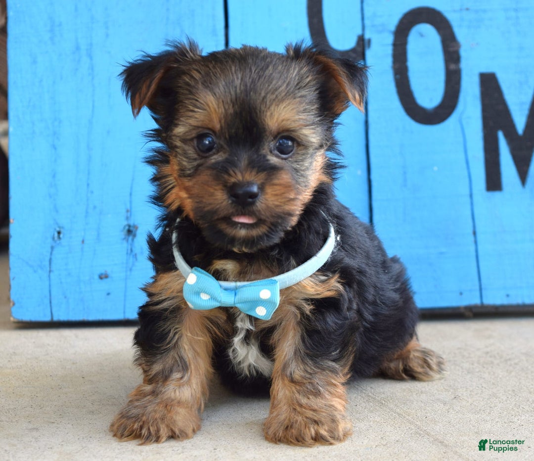 Yorkshire Terrier dogs for sale: Anderson - Image 9