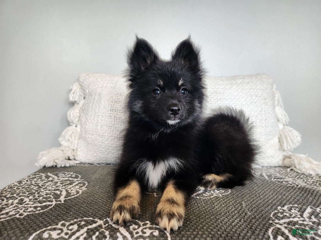 Pomsky dogs for sale: Blossom - Image 4