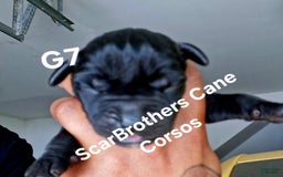Cane Corso dogs for sale: Black - Image 16
