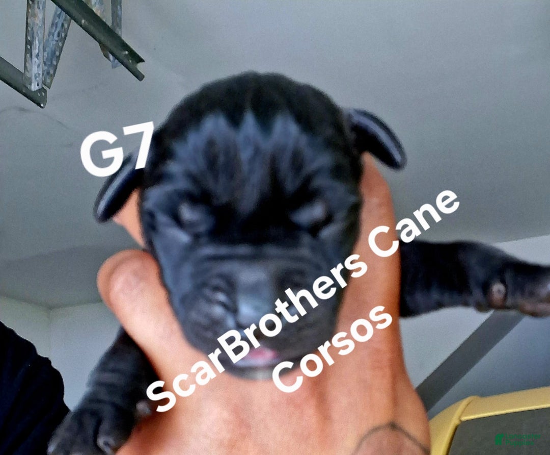 Cane Corso dogs for sale: Black - Image 16