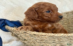 Mini Goldendoodle dogs for sale: Biscuit - Image 3