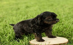 Havapoo dogs for sale: Max - Image 3