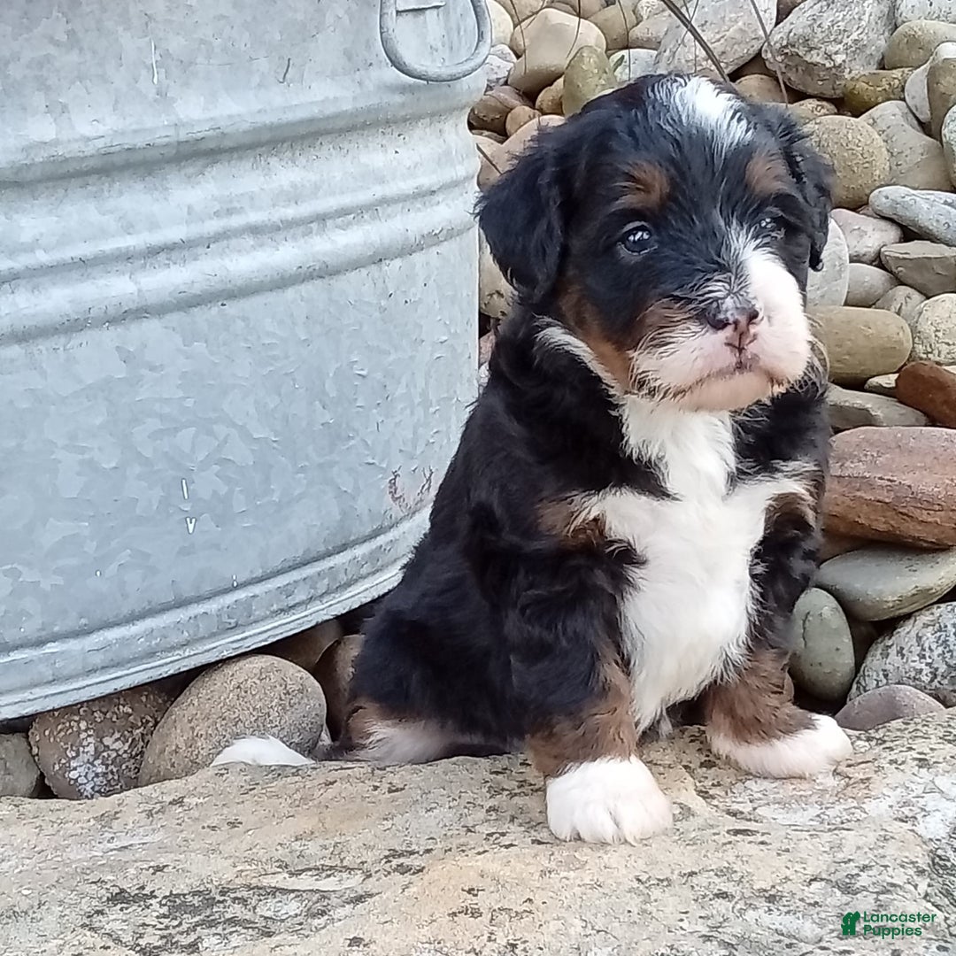 Mini Bernedoodle dogs for sale: Oakley - Image 33