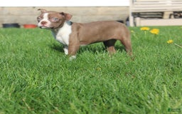 Boston Terrier dogs for sale: Sugar - Image 11