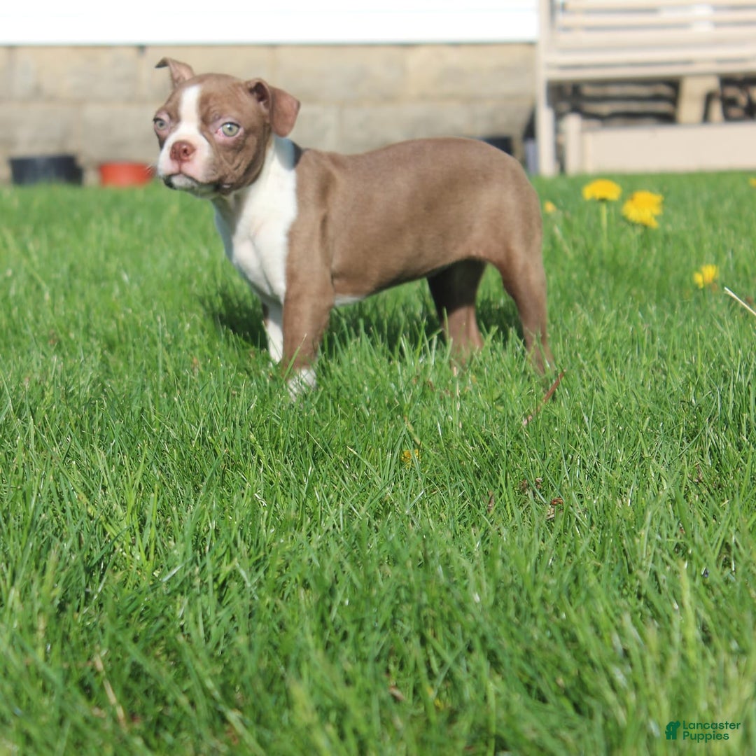 Boston Terrier dogs for sale: Sugar - Image 11
