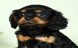 Cavalier King Charles Spaniel dogs for sale: Teddy - Image 1