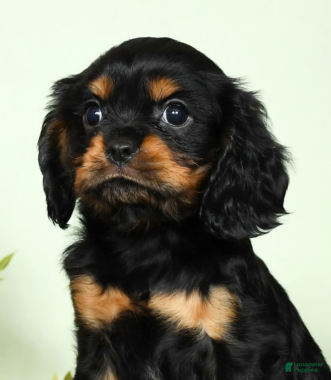 Cavalier King Charles Spaniel dogs for sale: Teddy - Image 1