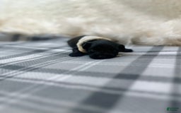 Morkie dogs for sale: Xander - Image 4
