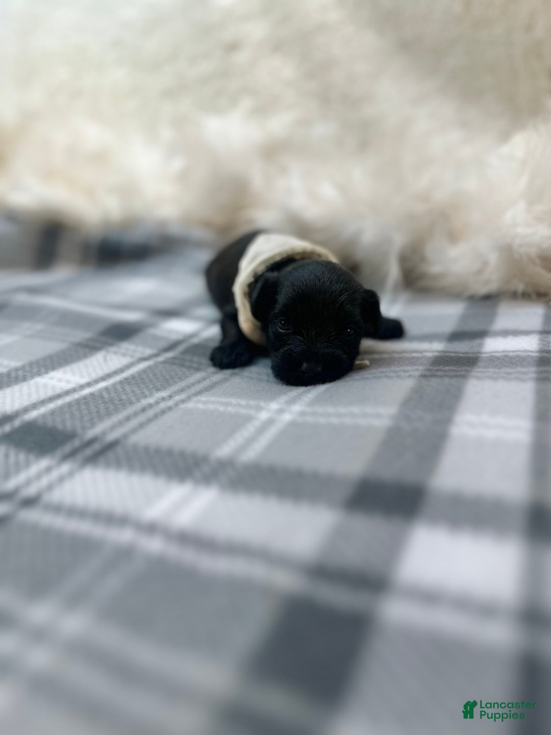 Morkie dogs for sale: Xander - Image 4