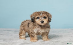 Miniature Poodle dogs for sale: Izzy - Image 3