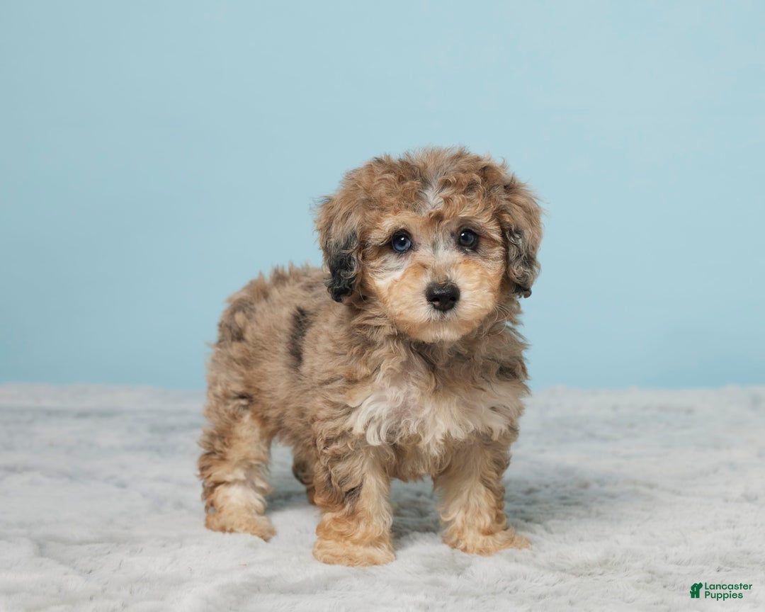 Miniature Poodle dogs for sale: Izzy - Image 3