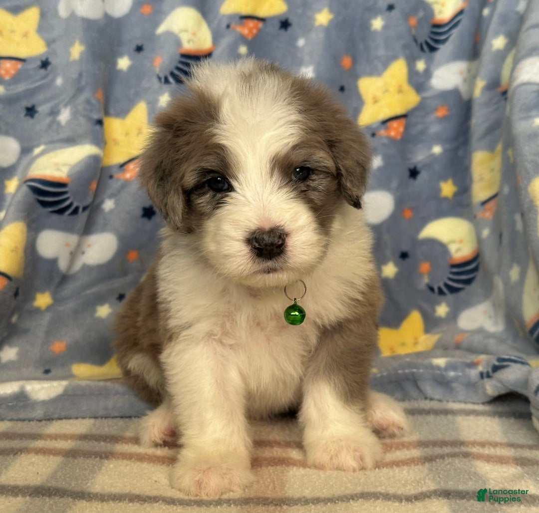 Sheepadoodle dogs for sale: Winston - Image 3