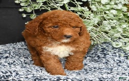 Miniature Poodle dogs for sale: Roger - Image 7